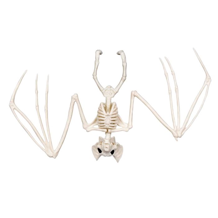 Flagermus skelet dekoration - 30x16 cm