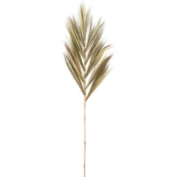 Dekorationsstilk af sennepsgræs, ca. 145-150 cm