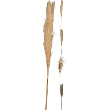 Pampasgræs 3 stk. 100-115 cm i naturfarver