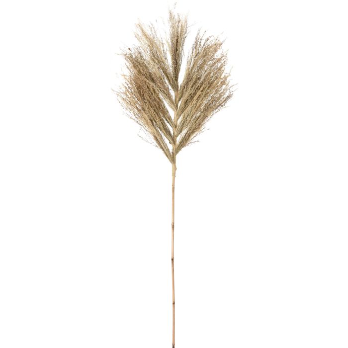 Dekorationsstilk af stjernegræs, ca. 145-150 cm