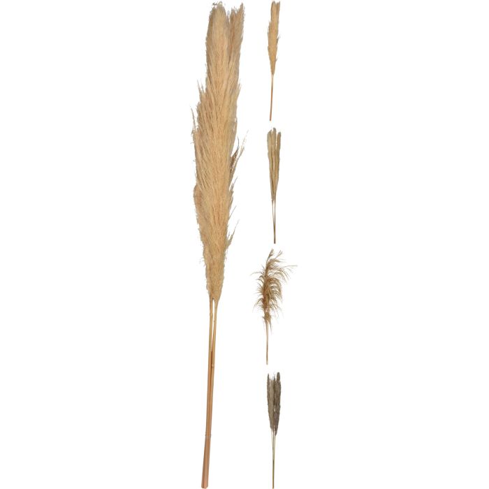 Pampasgræs 3 stk. 100-115 cm i naturfarver