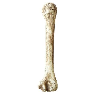 Hulemand knogle - 36 cm
