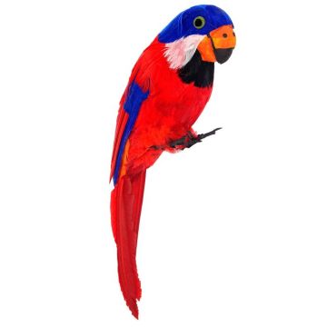 Rød papegøje med fjer
