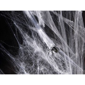 Hvidt spindelvæv med edderkopper
