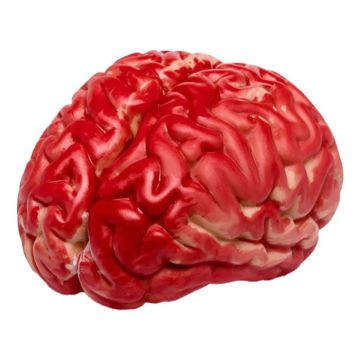 Kunstig plastik hjerne - 14x8 cm