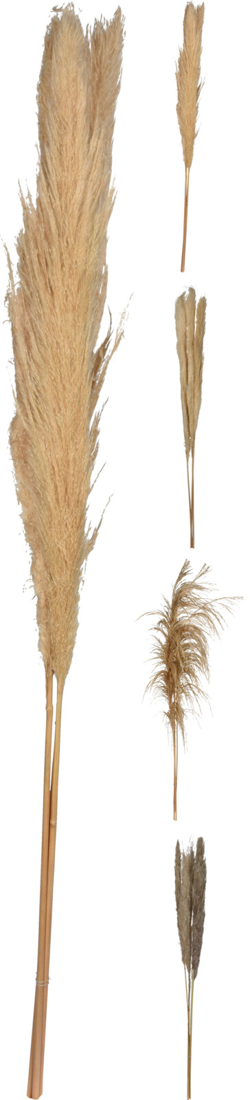 Pampasgræs 3 stk. 100-115 cm i naturfarver