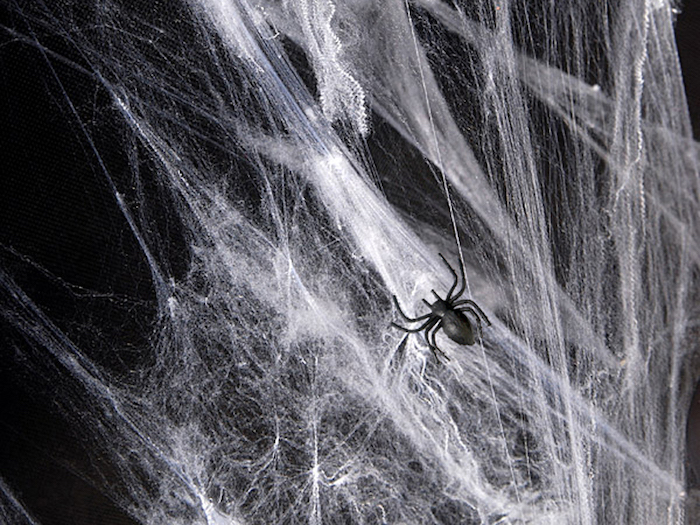 Billede af Hvidt spindelvæv med edderkopper